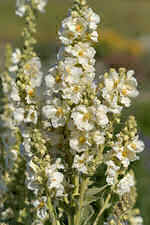 This is the Verbascum Hybridum, or another type of Snow Maiden.